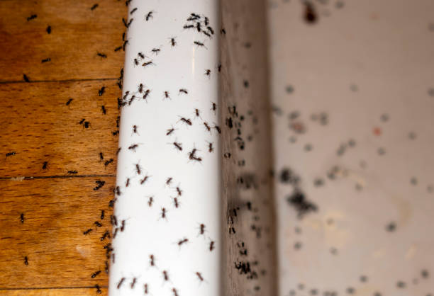 Best Affordable Pest Control Services  in Cloverly, MD